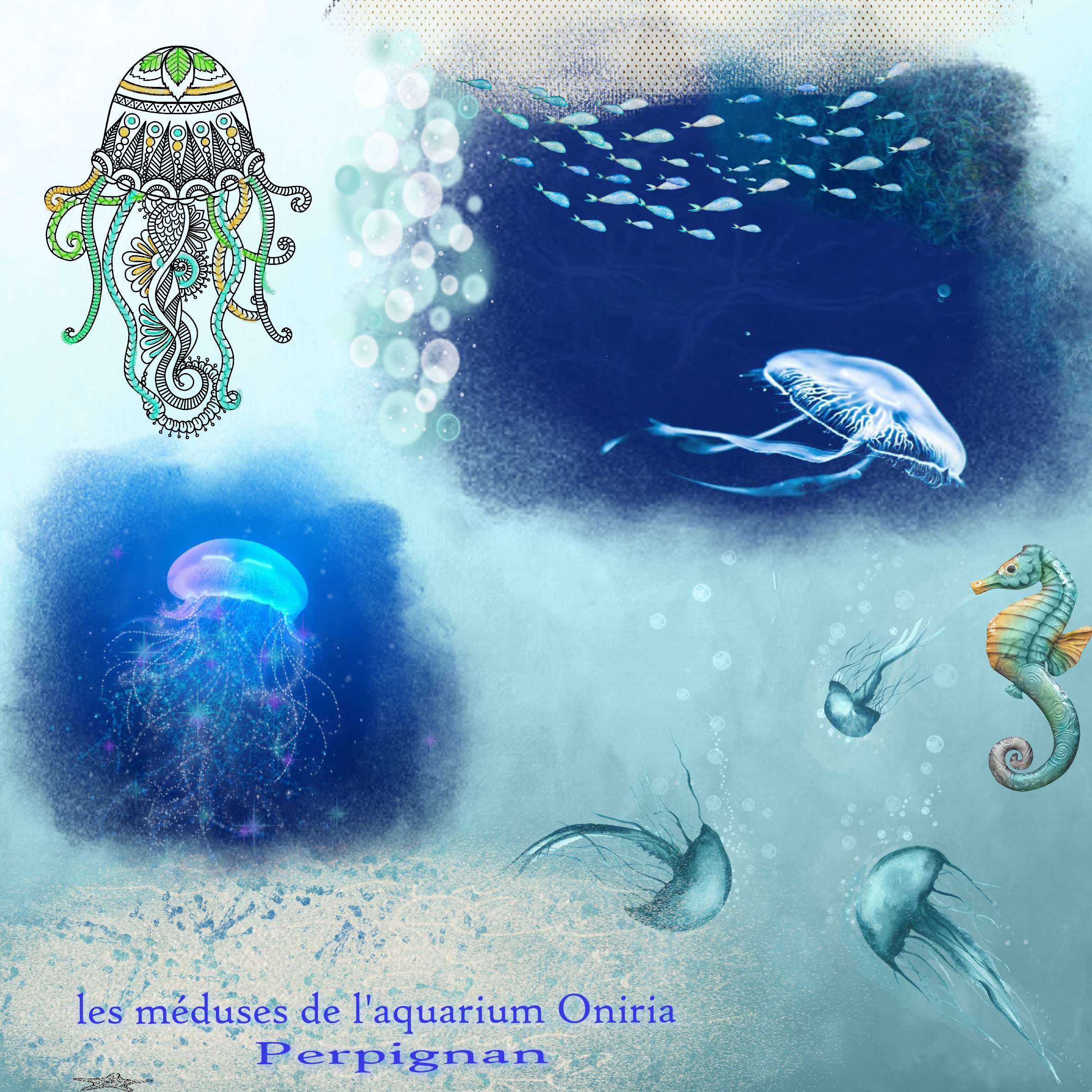 méduses.jpg
