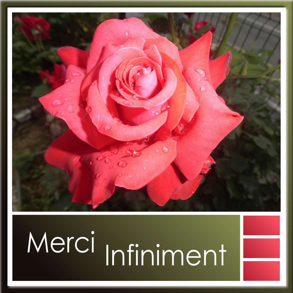 MERCI INFINIMENT