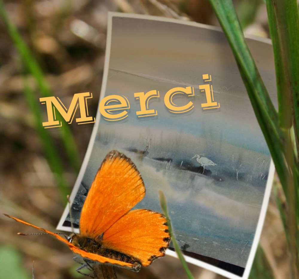Merci