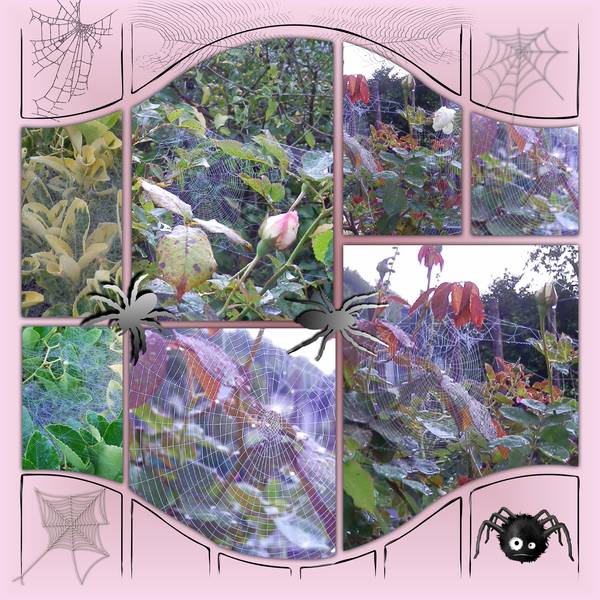 merveilles vues ce matin