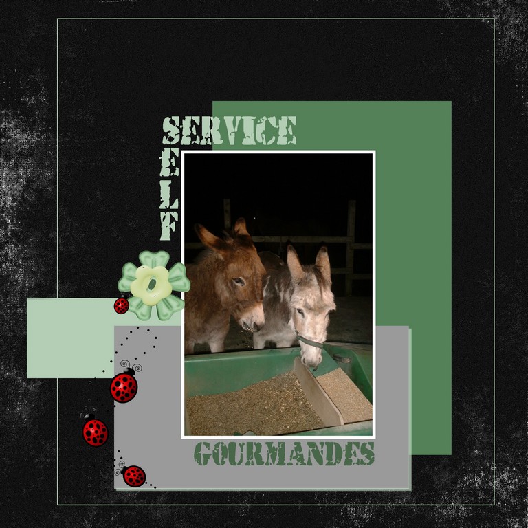 Mes 2 ânesses ,mère et fille