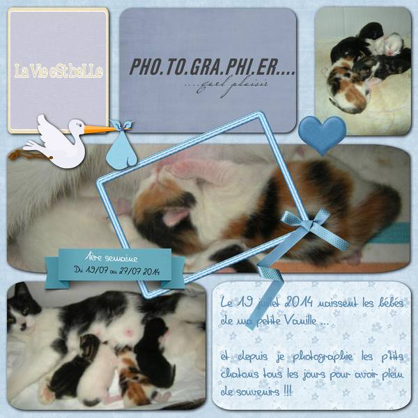 Mes bébés chatons 1 ...