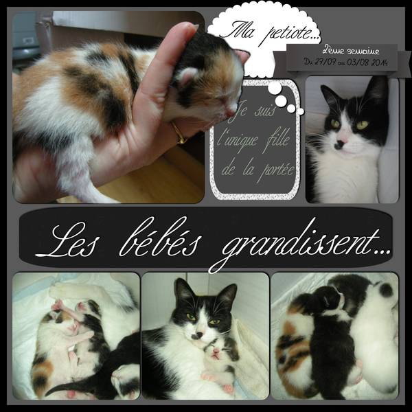Mes bébés chatons 2 ...