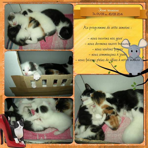 Mes bébés chatons 3 ...