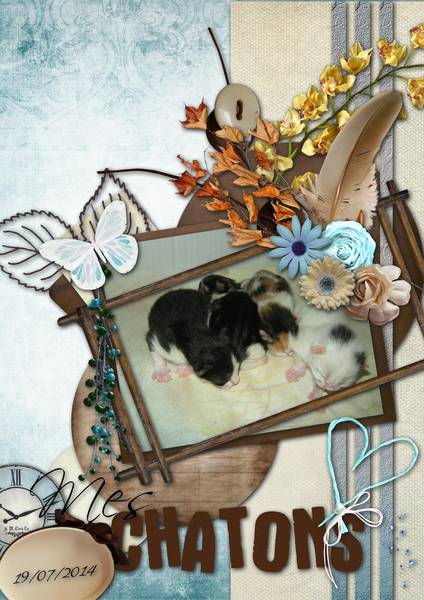 Mes bébés chatons ...