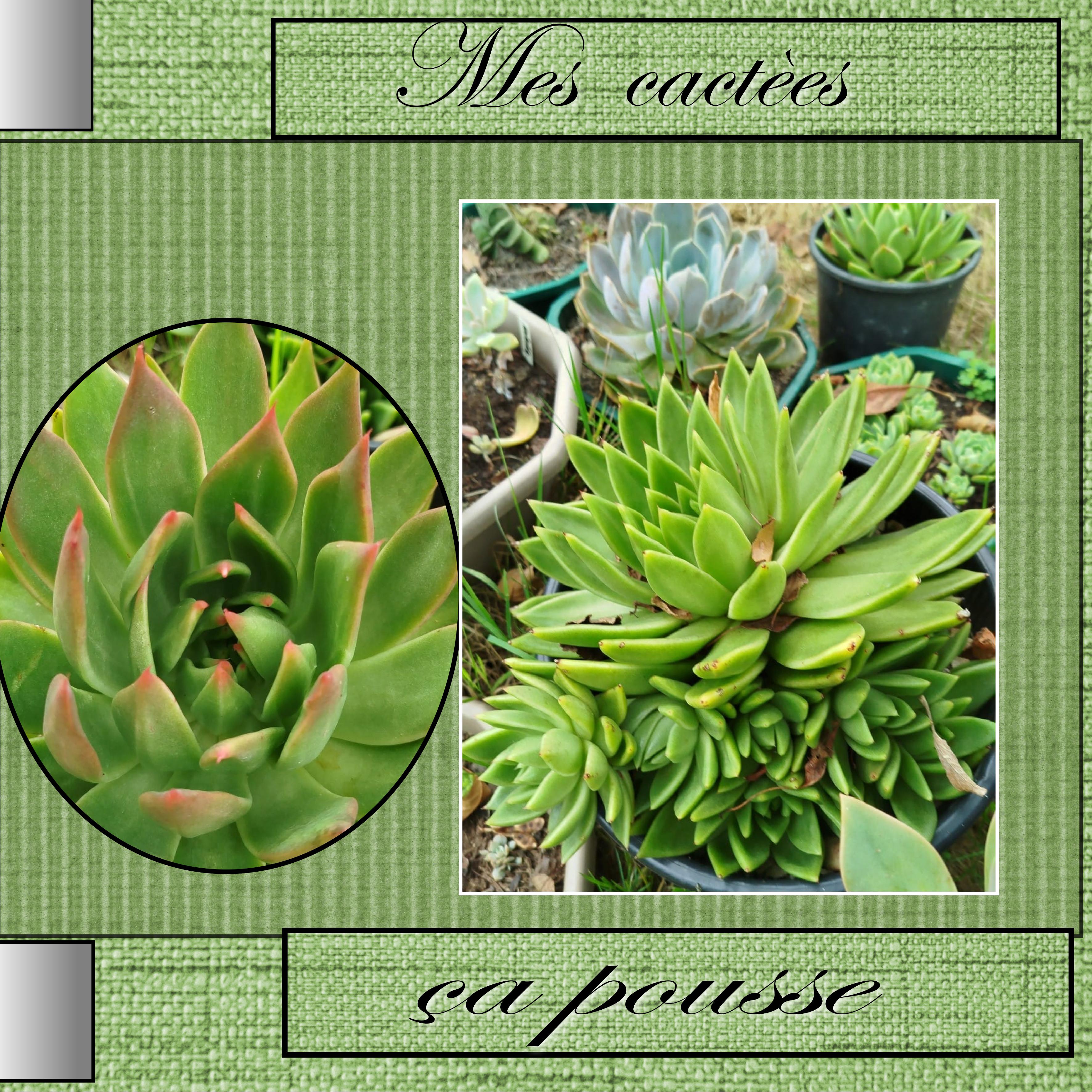 mes  cactees.jpg