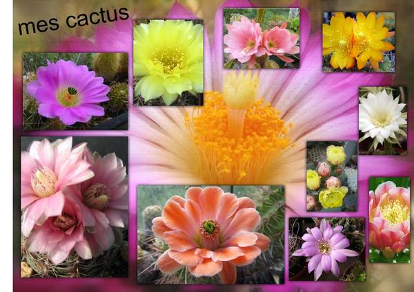 mes cactus