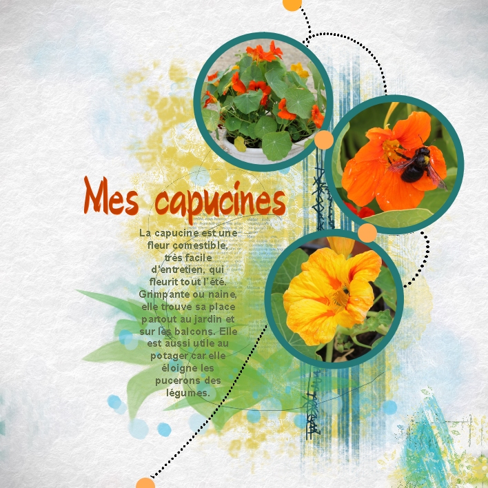 Mes capucines