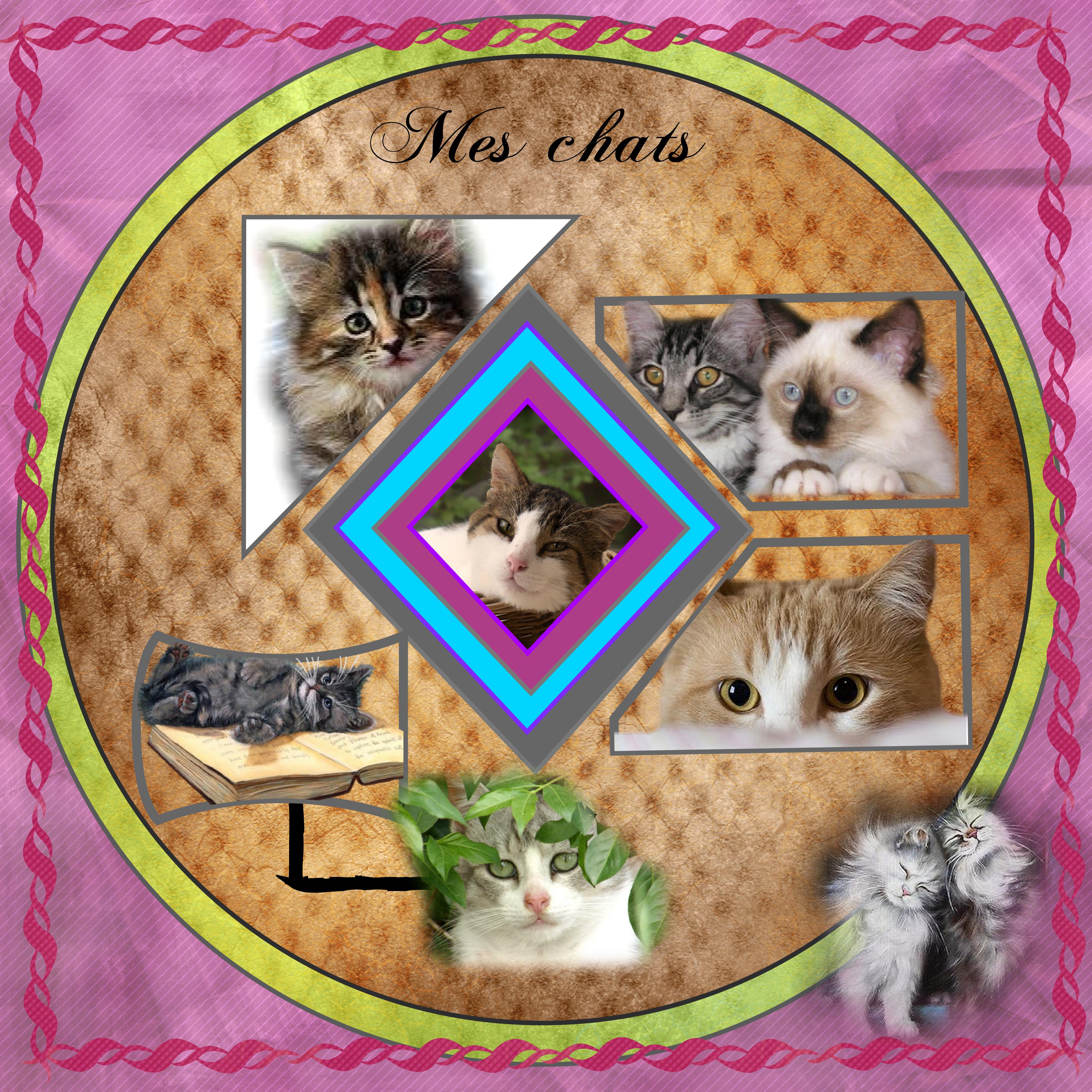 MES CHATS  Jeannine.jpg