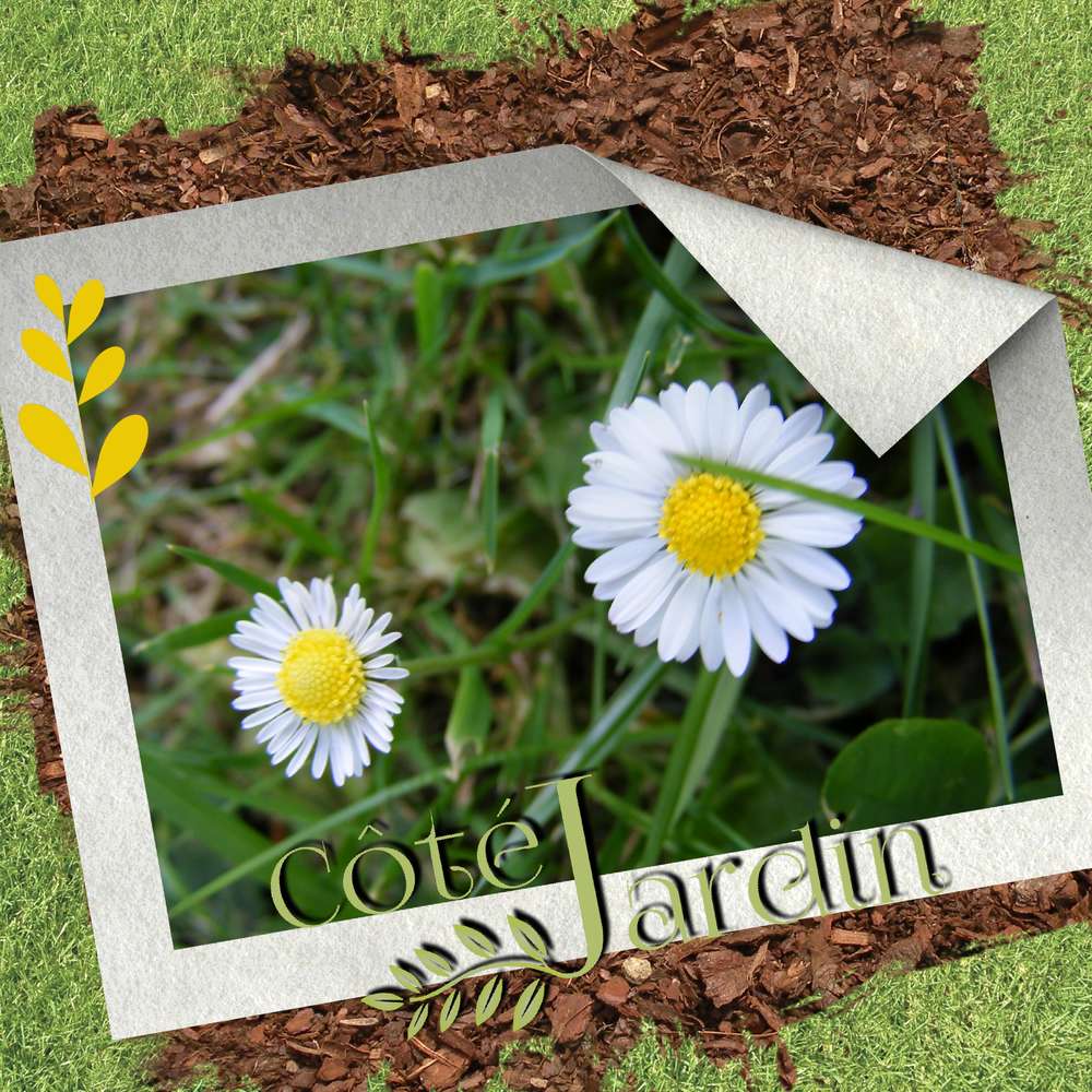 mes envies de fleurs....