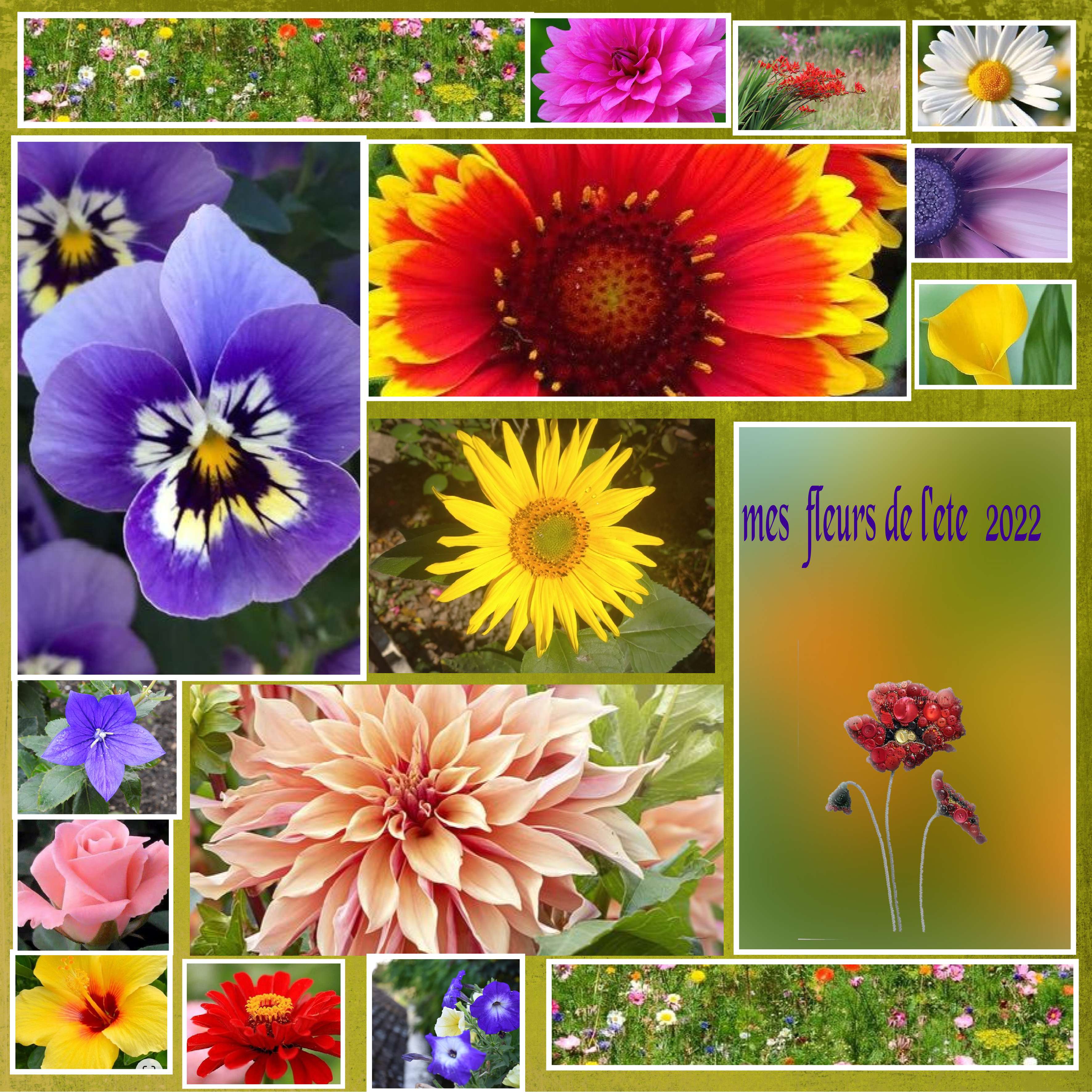 mes  fleurs de l ' ete  2022.jpg