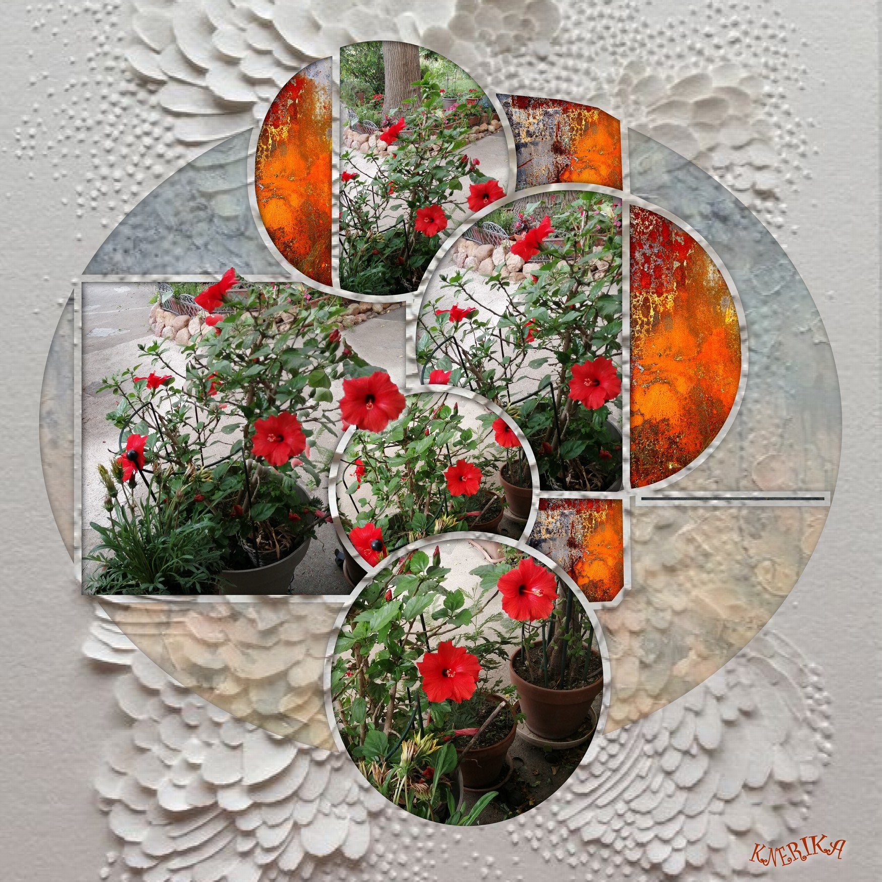 Mes hibiscus,Anne Marie.jpg