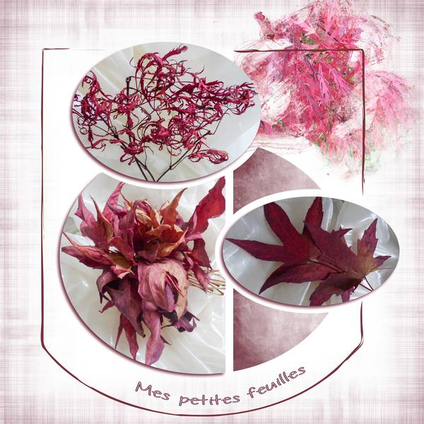 mes petites feuilles