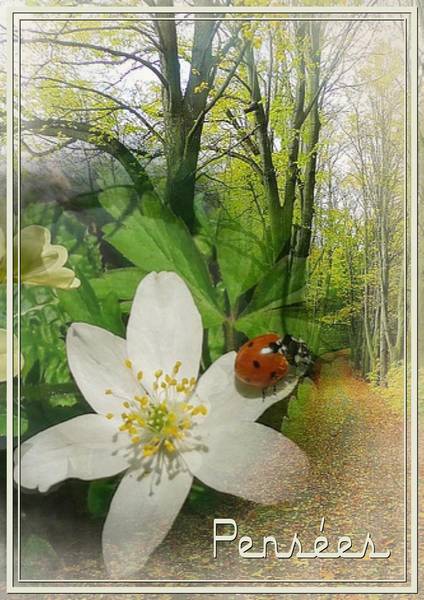 MES PLUS BELLES PENSEES D'AMOUR