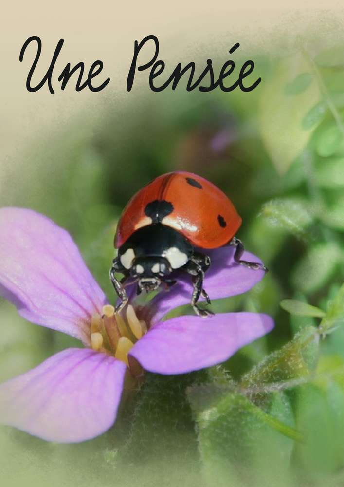 MES PLUS BELLES PENSEES D'AMOUR