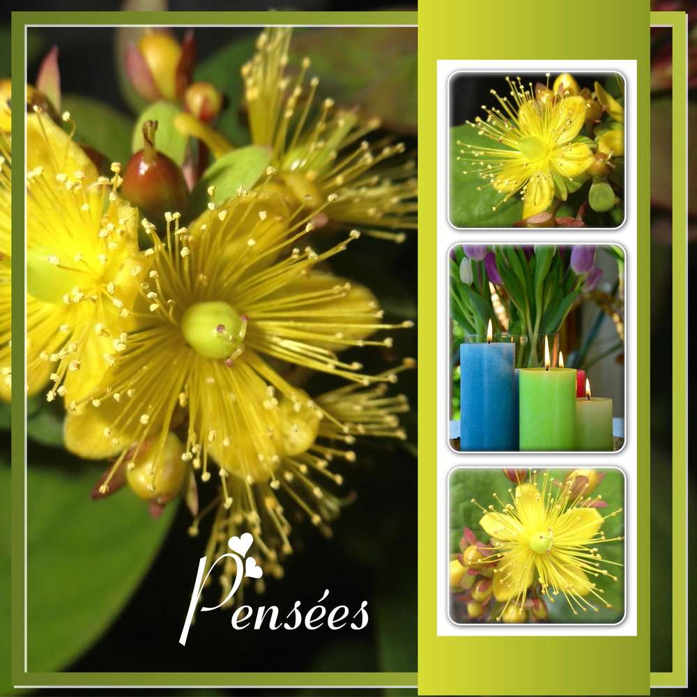 MES PLUS BELLES PENSEES D'AMOUR