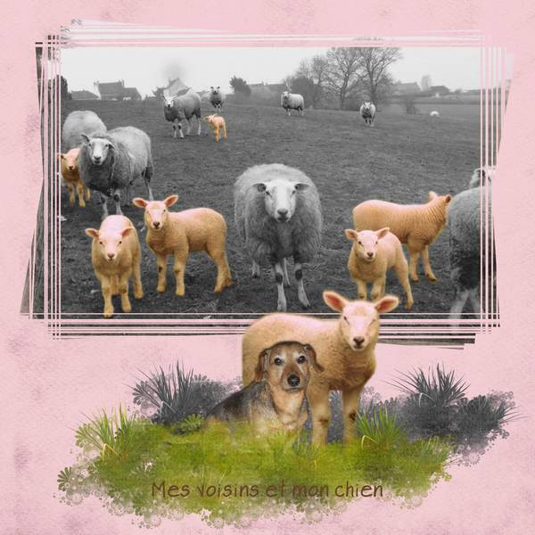 Mes voisins et mon chien