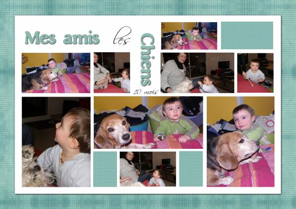 mes_amis_les_chiens