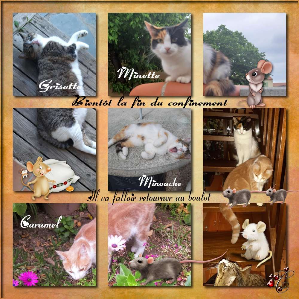 mes_chats_avec_souris