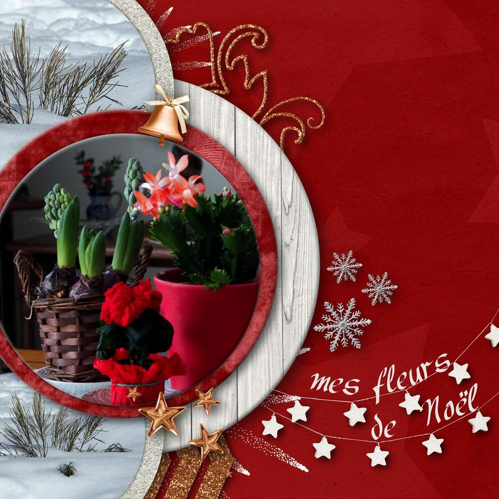 mes_fleurs_de_Noel