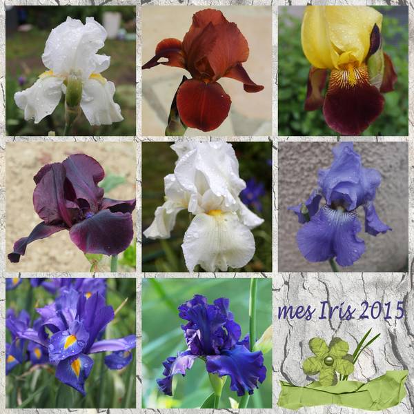 mes_iris_2015