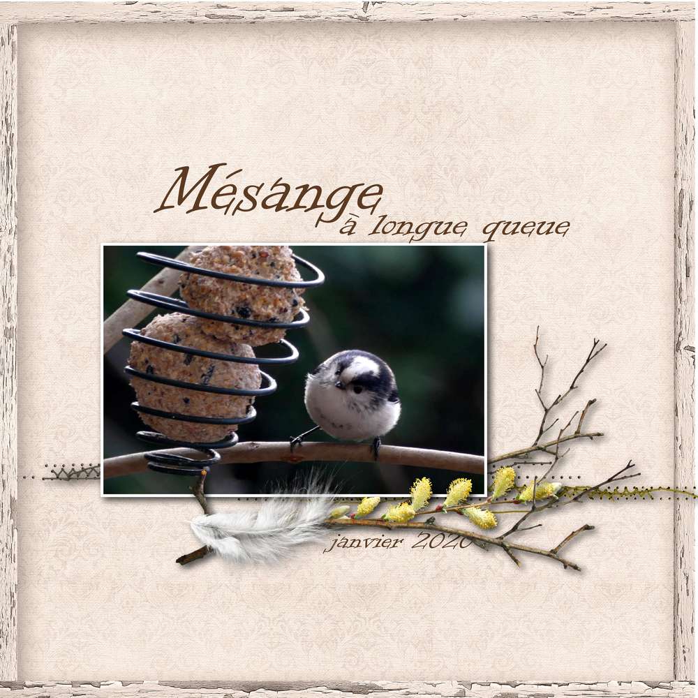 Mésange à longue queue