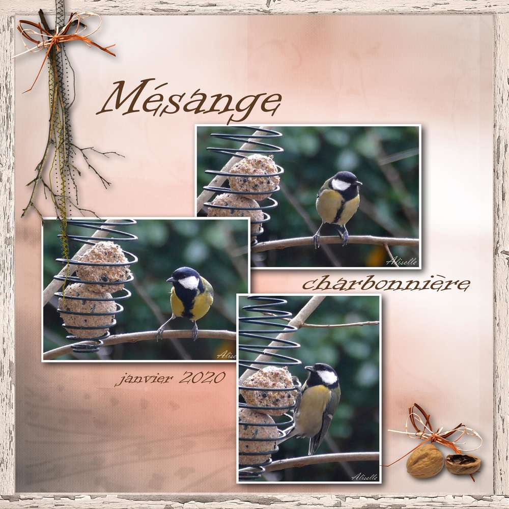 Mésange charbonnière