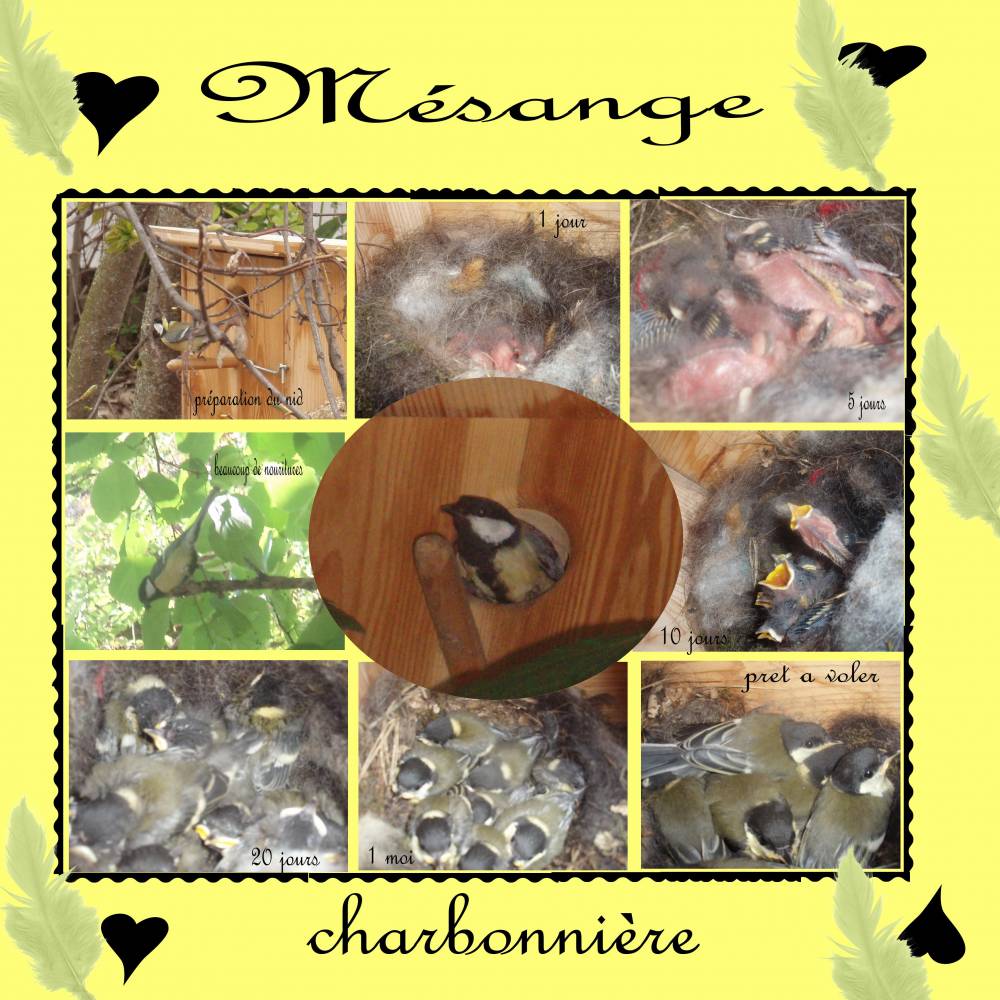 mésange charbonnière