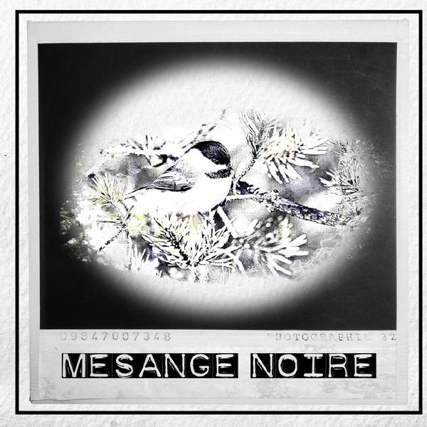 Mesange_noire