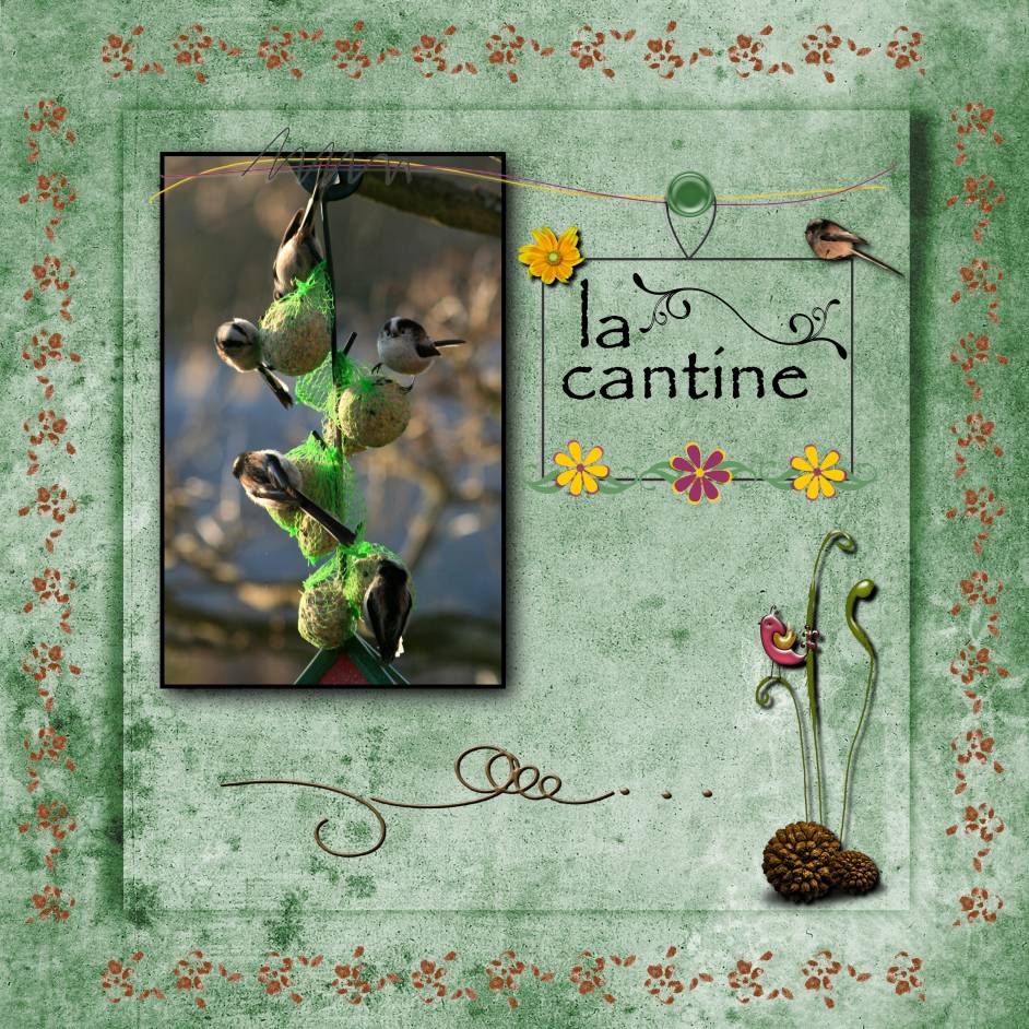 mésanges a longue queue