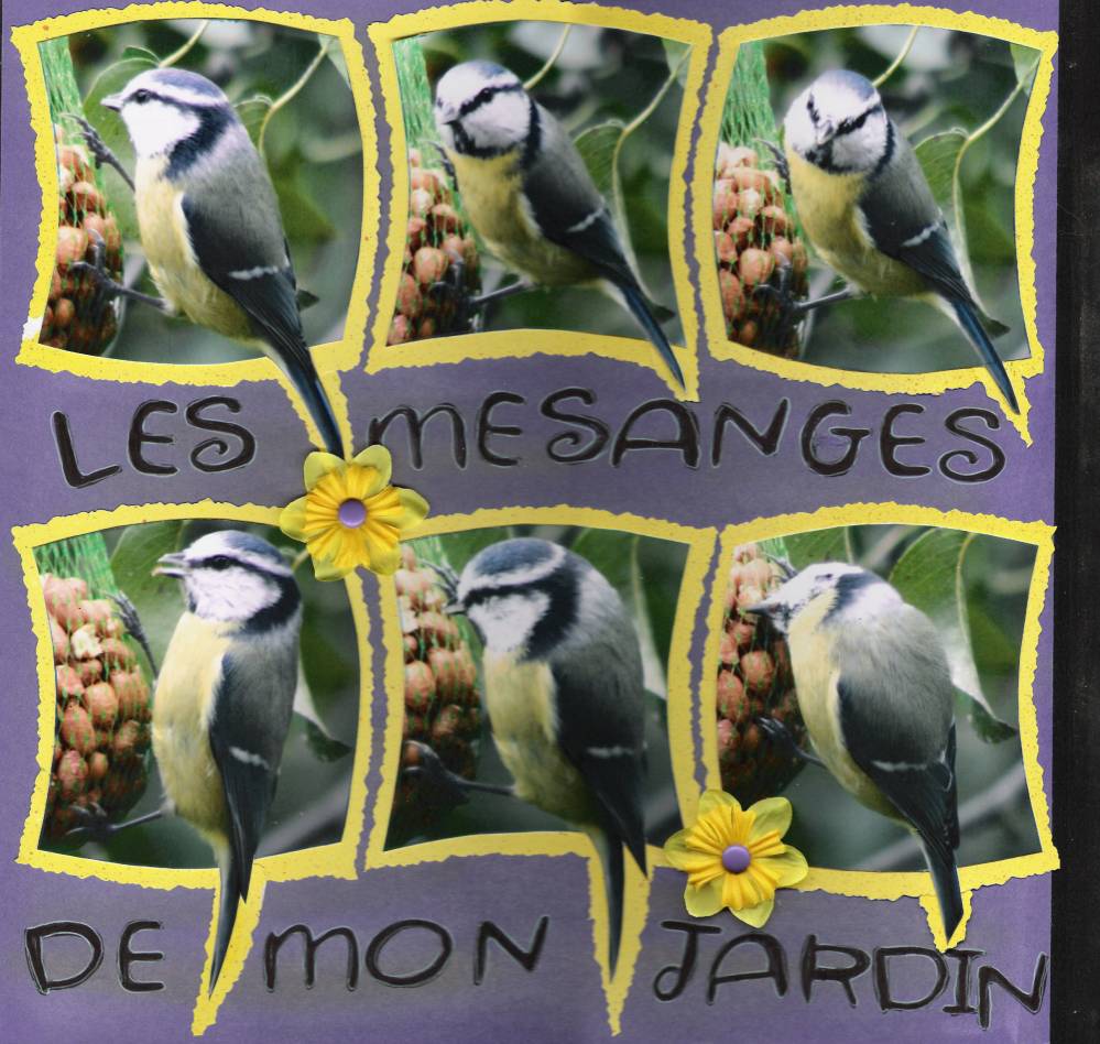 mésanges de mon jardin