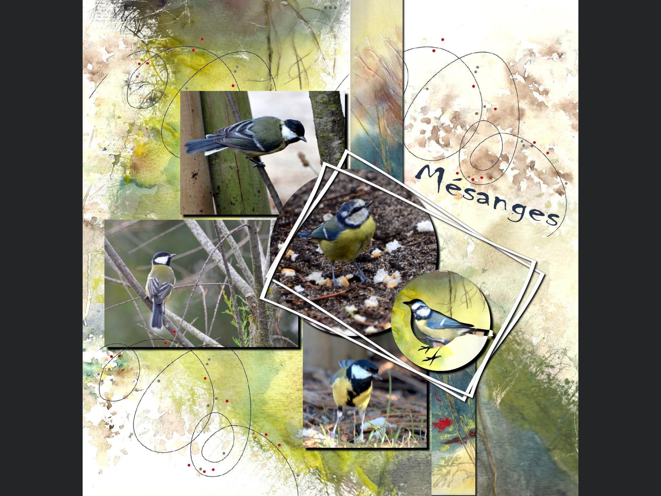 Mésanges