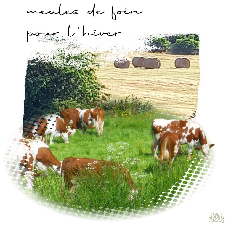 meules de foin pour l hiver.jpg