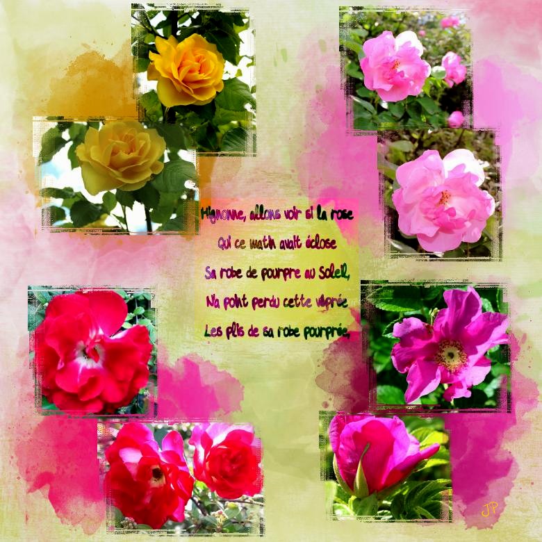 mignonne allons voir .jpg