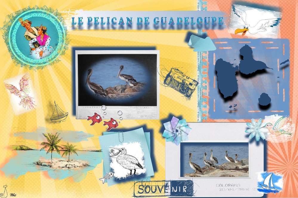 miho_defi_oiseaux_de_mer