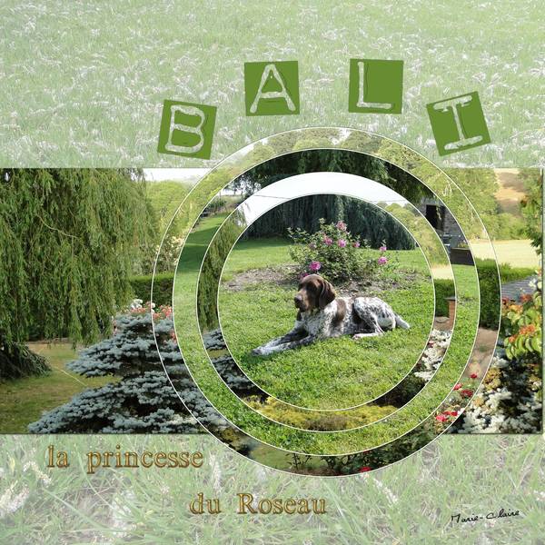 Mille Feuilles Monikk