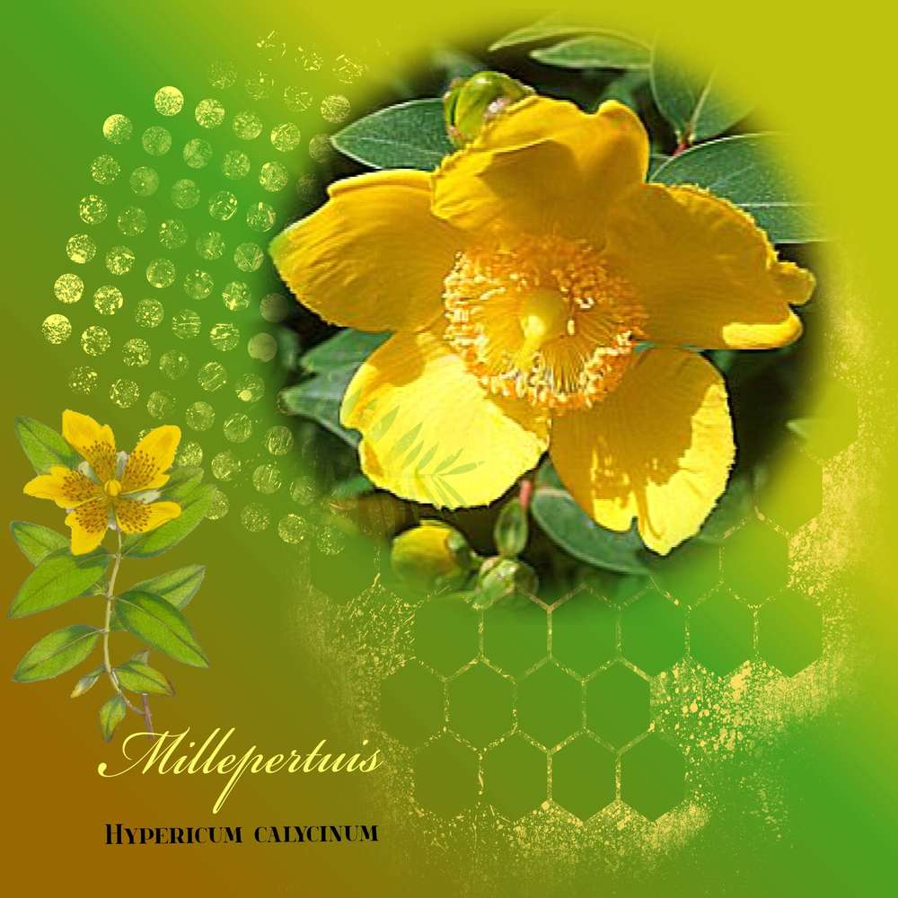 Millepertuis 28 05 2018