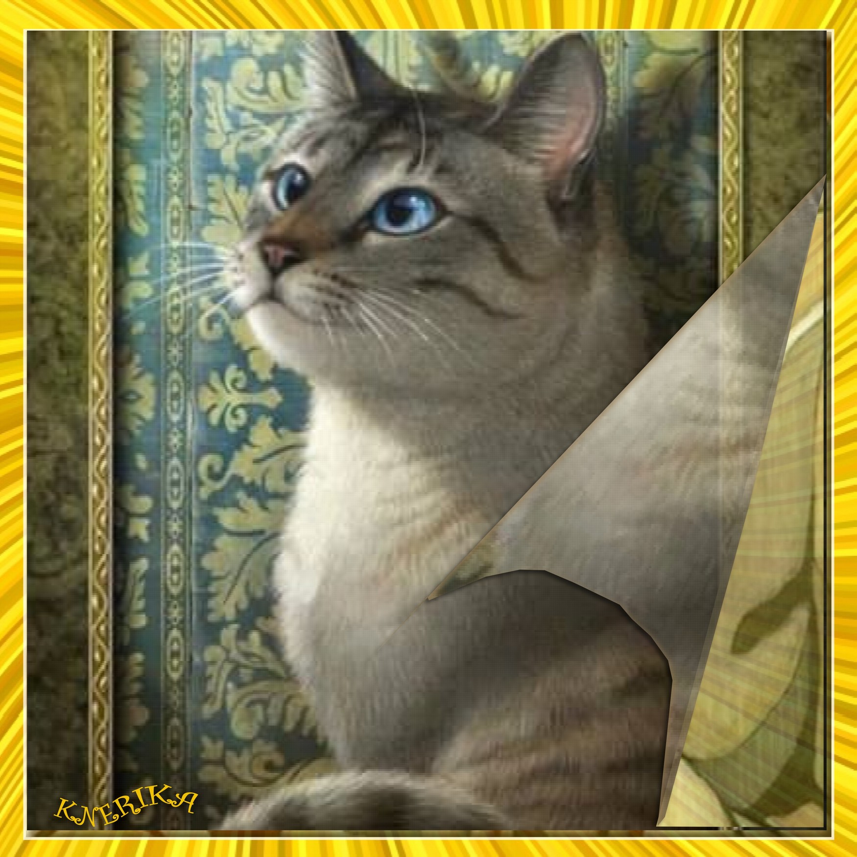 Mimi mon siamois_du_15-08-20 OK.jpg