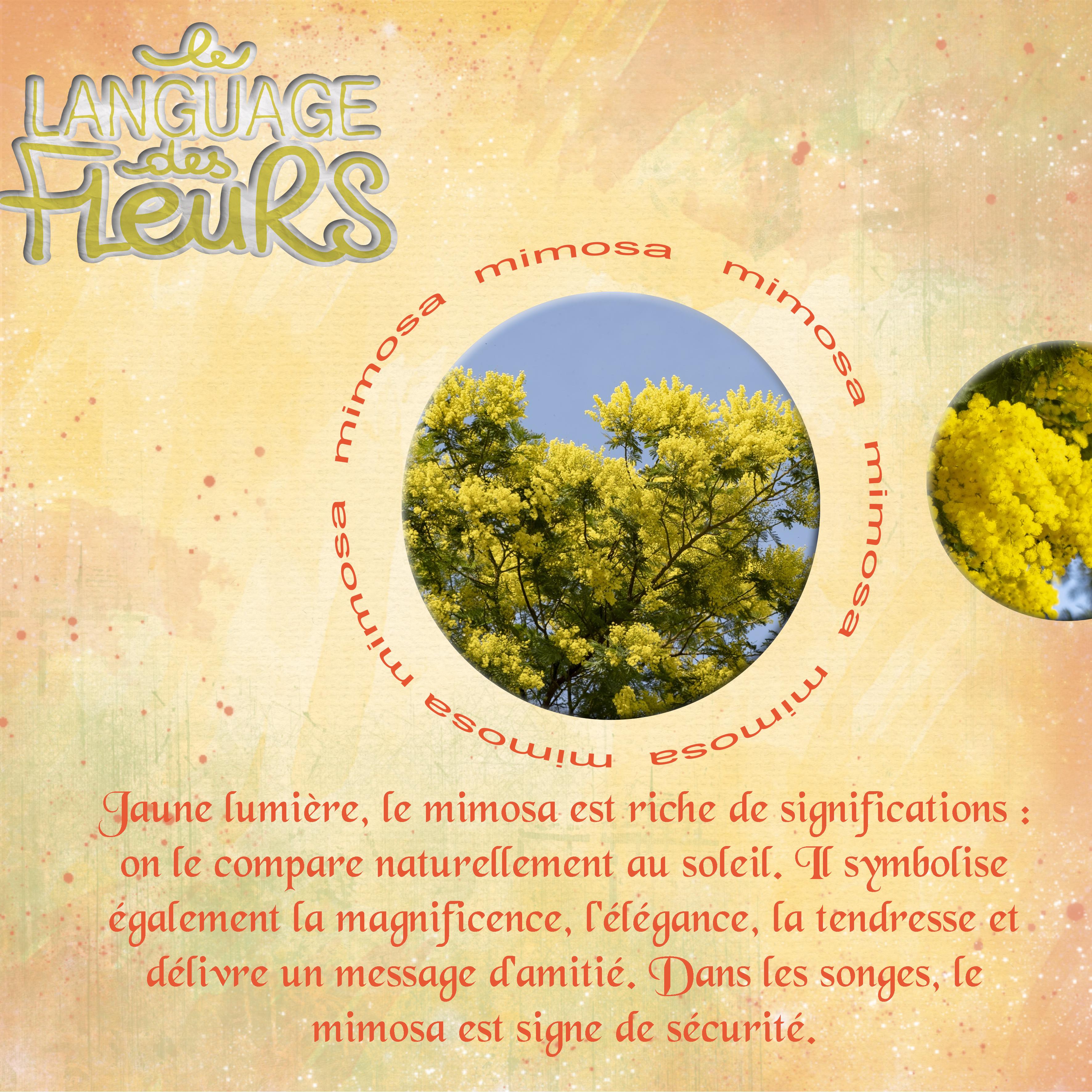 mimosa-fleur jaune.jpg