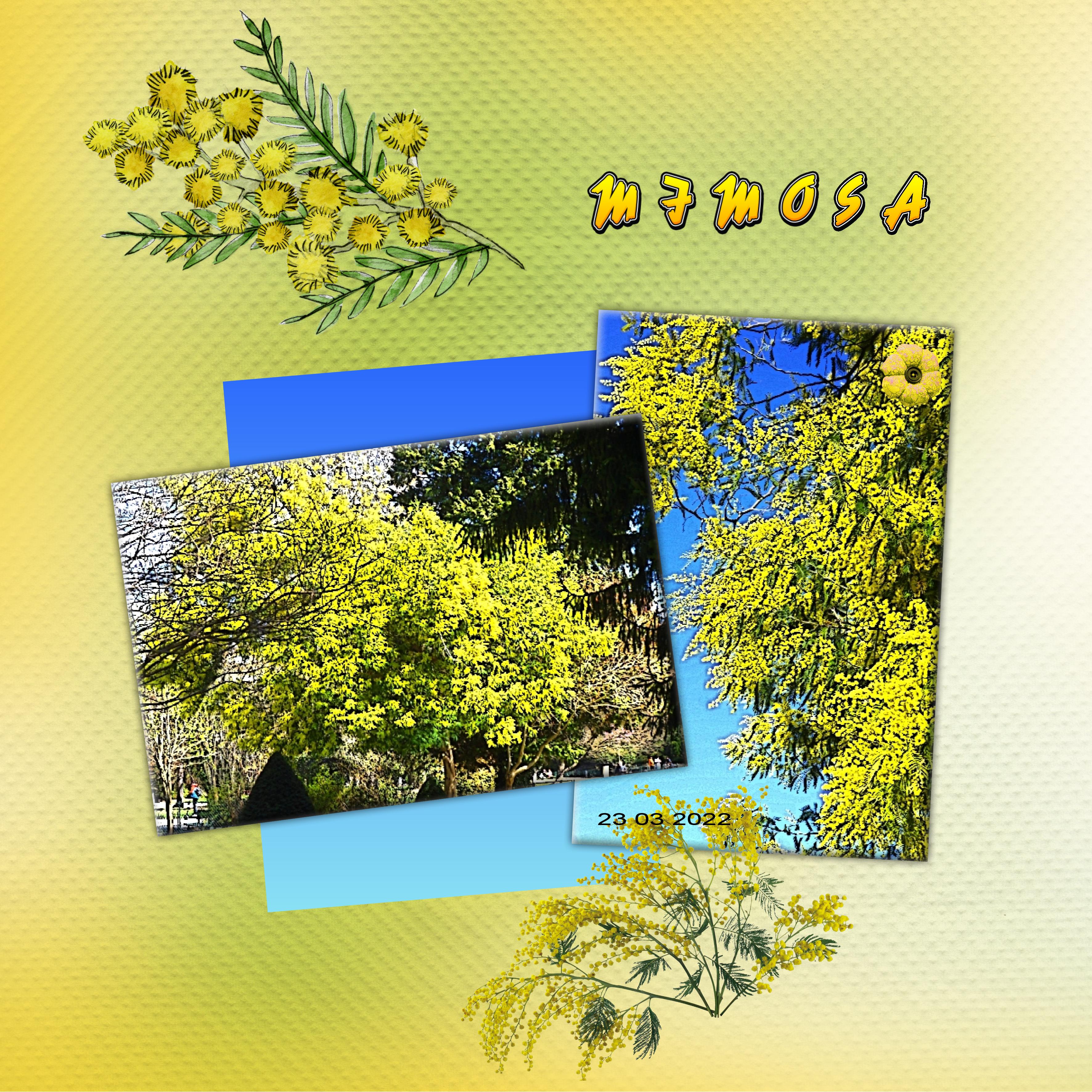 mimosa .jpg