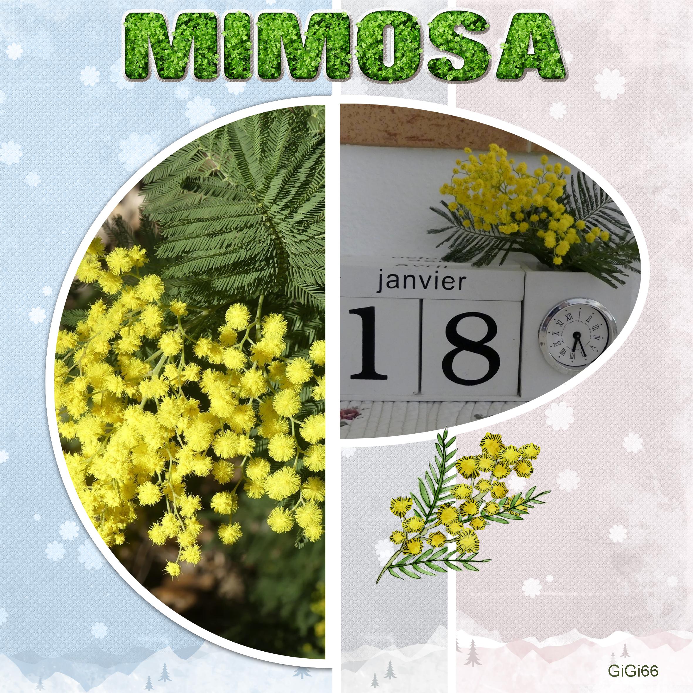 mimosa (page 1).jpg