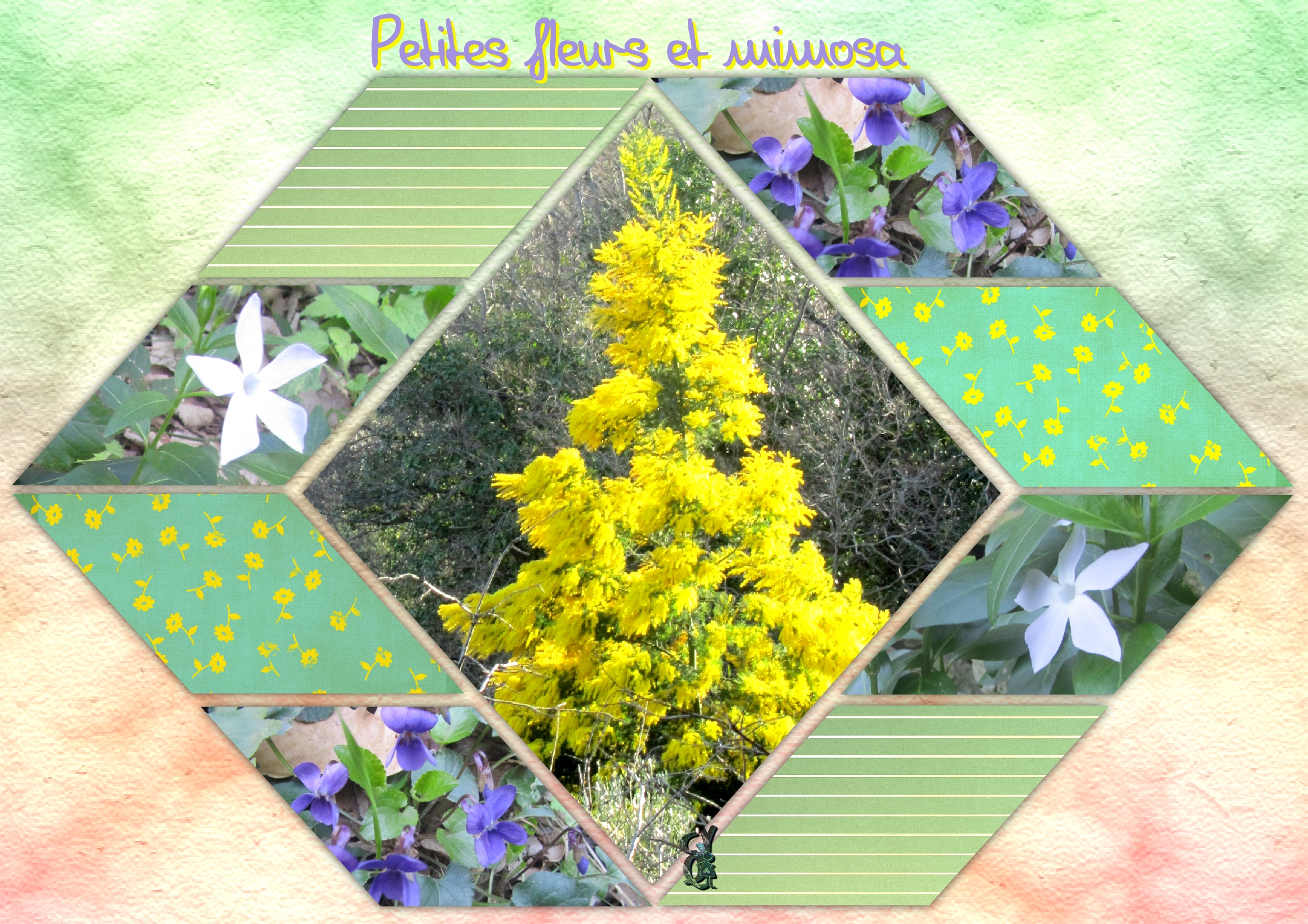 Mimosa-violettes et autres.. .jpg