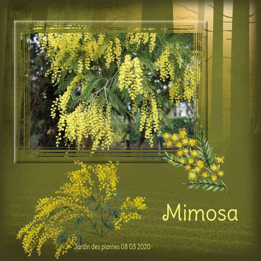 Mimosa