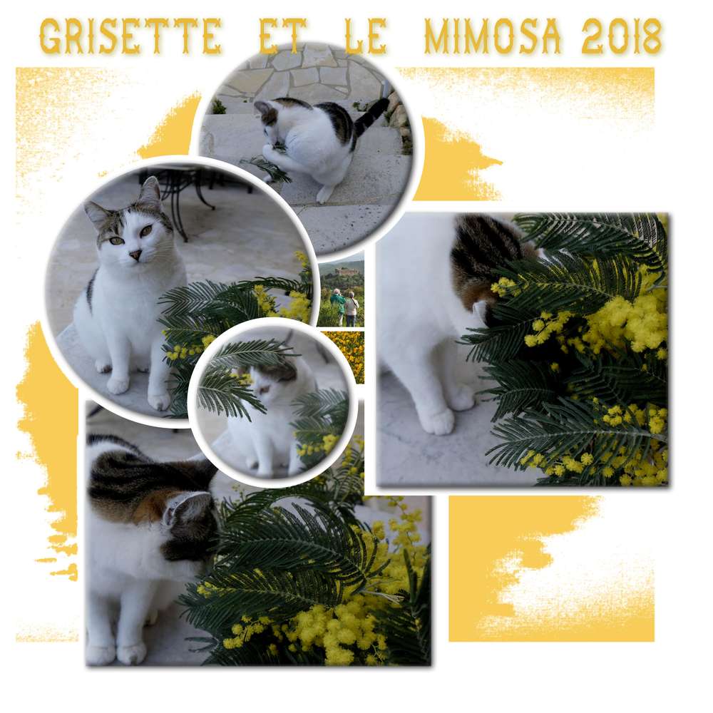 mimosa2018