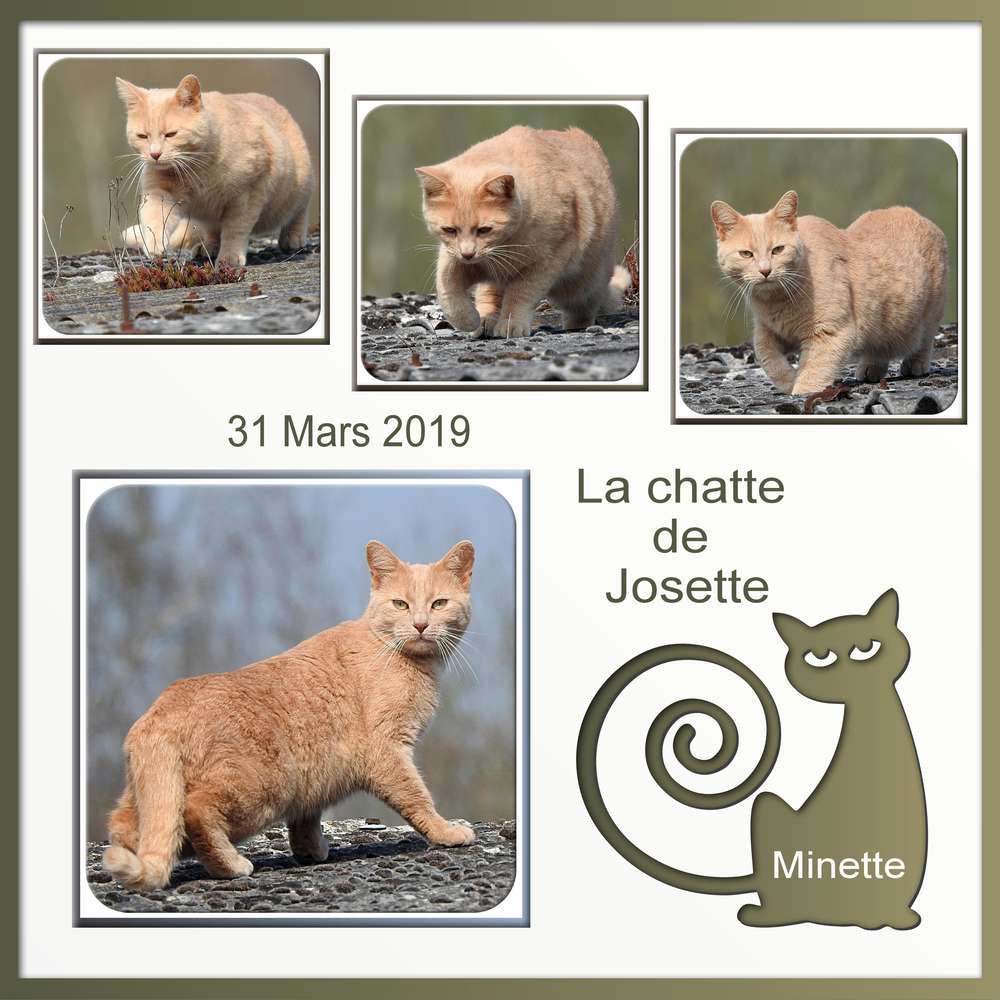 MINETTE LA CHATTE DE JOSETTE