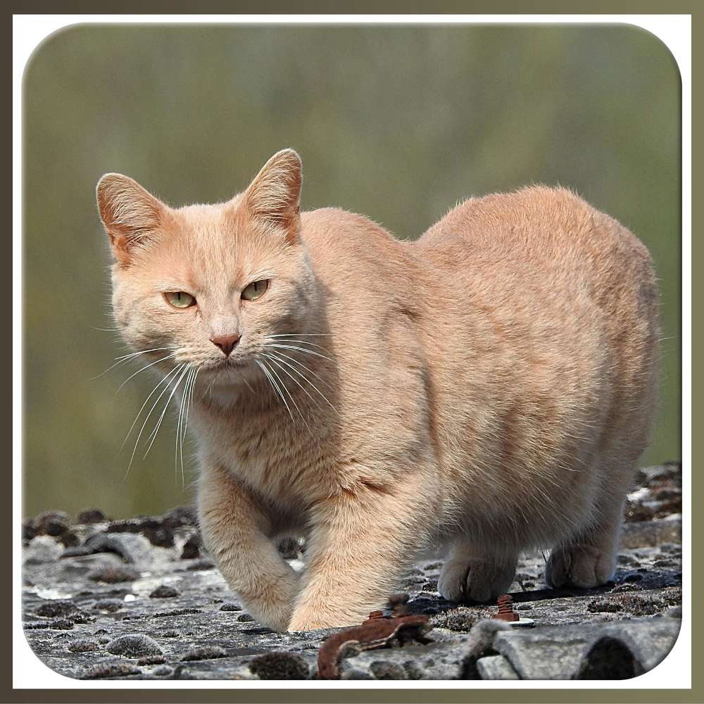MINETTE LA CHATTE DE JOSETTE