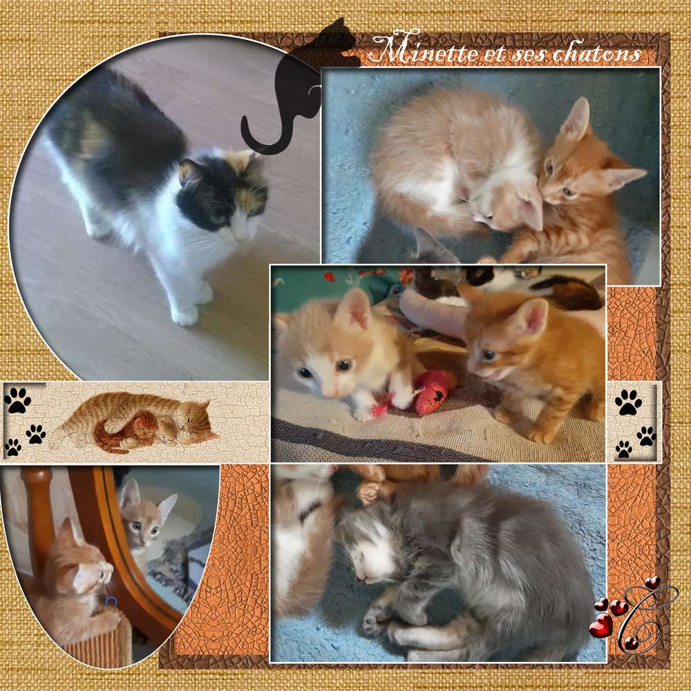 Minette_et_ses_chatons