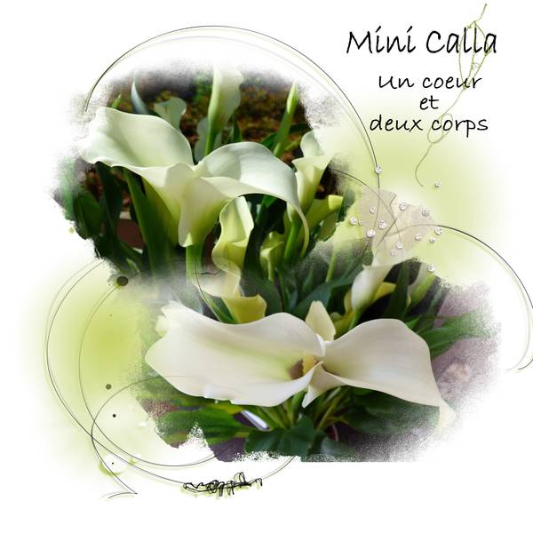 Mini Calla