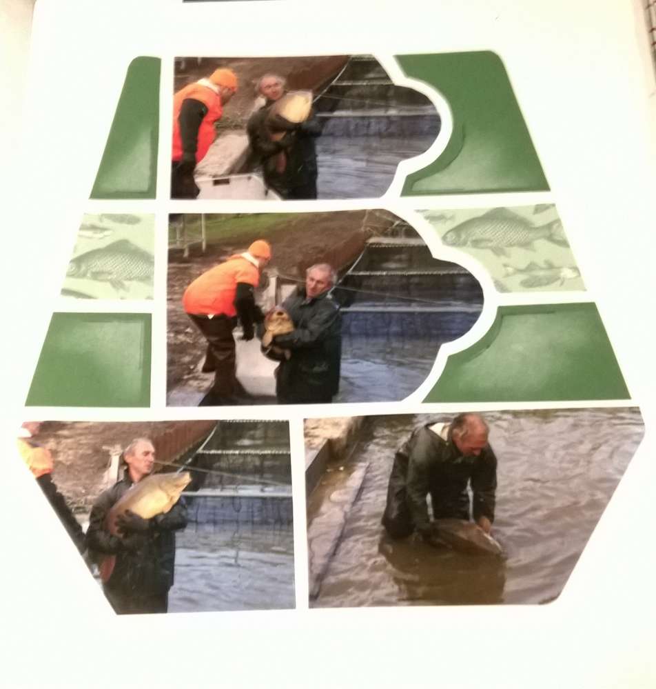 mise en place des reproducteurs