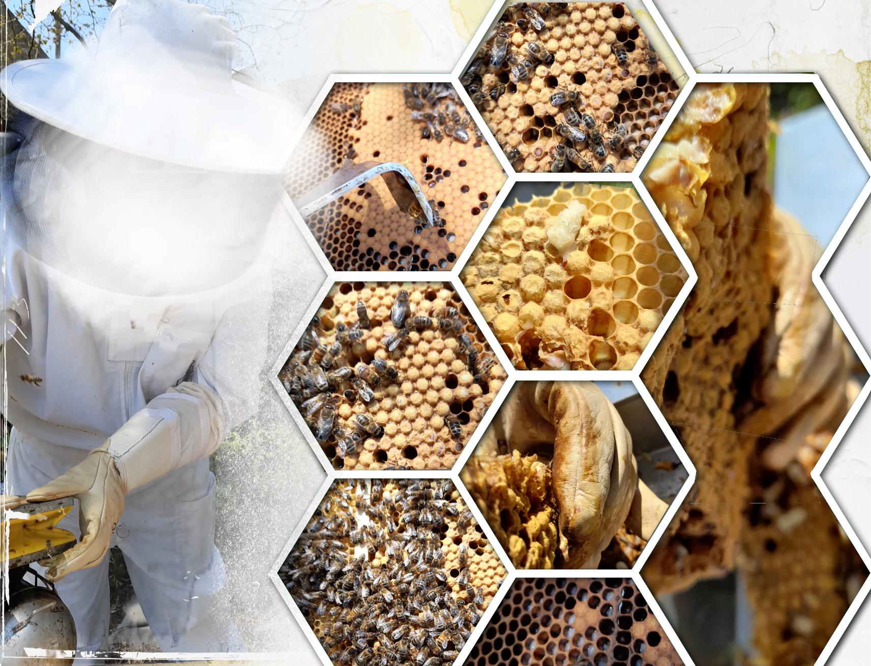 mlm Apiculture 1